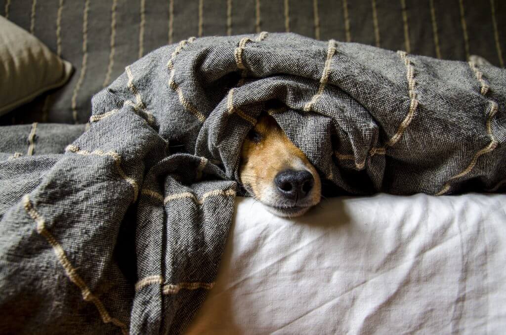 Chien qui se cache sous une couverture