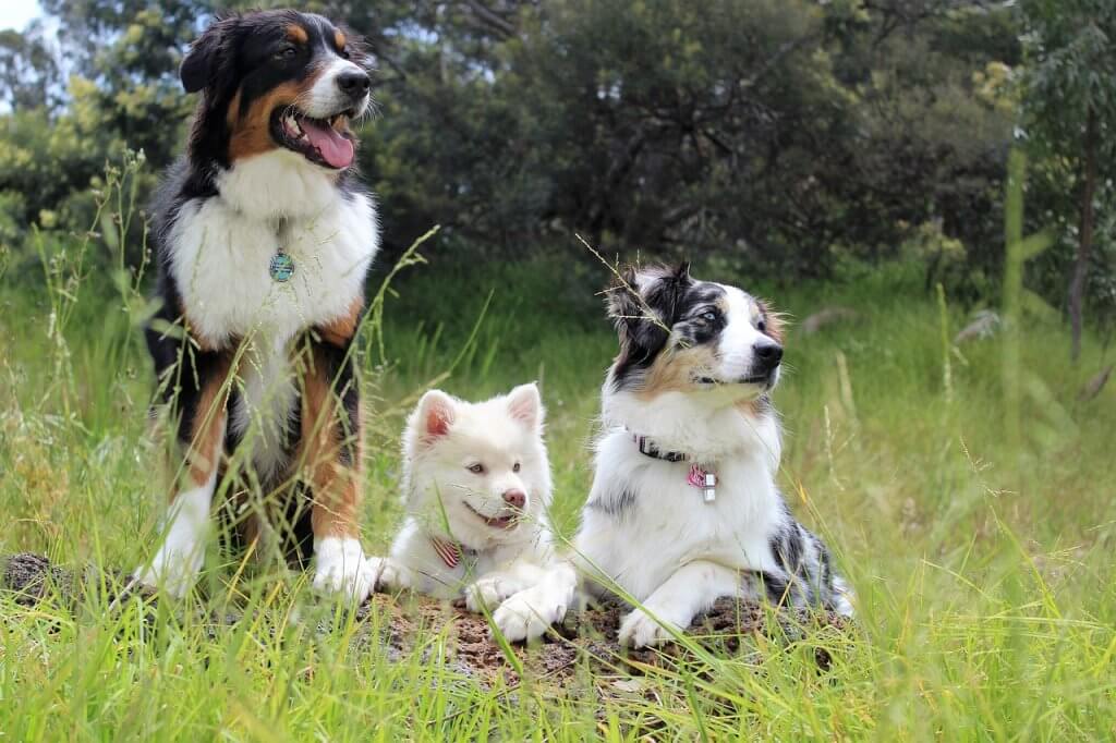 3 chiens entrain de regarder sur la gauche