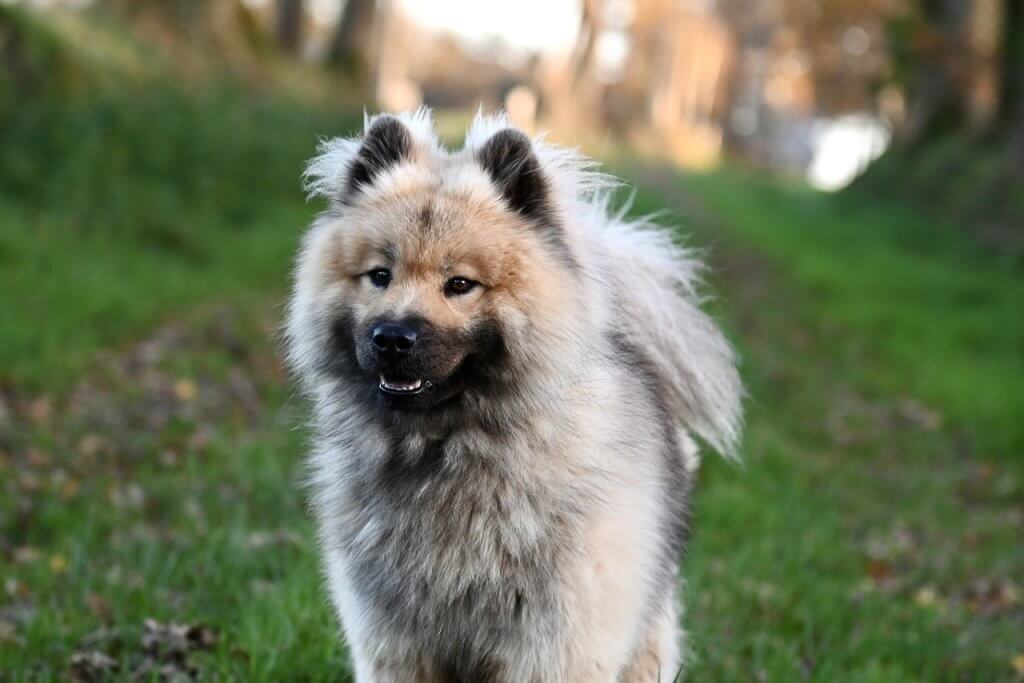 Chien de type eurasier en extérieur