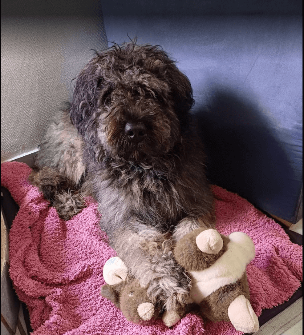 Bouvier des flandres avec sa peluche