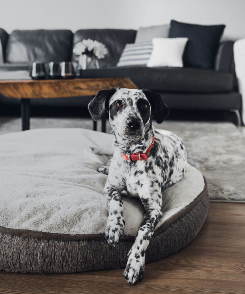 Chien relax sur son coussin
