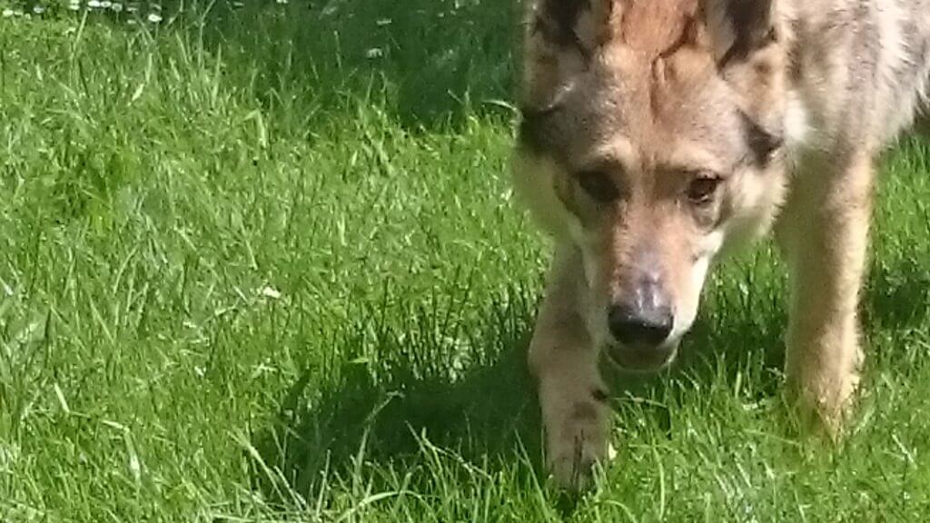 Chien loup tchécoslovaque dans l'herbe