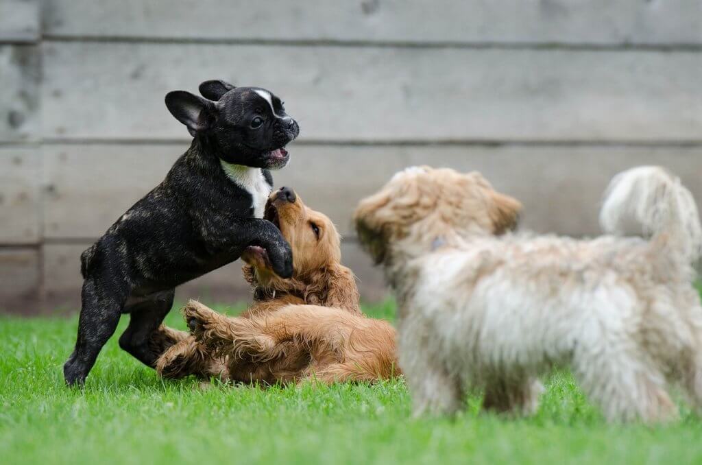 Trois chiots qui jouent ensemble