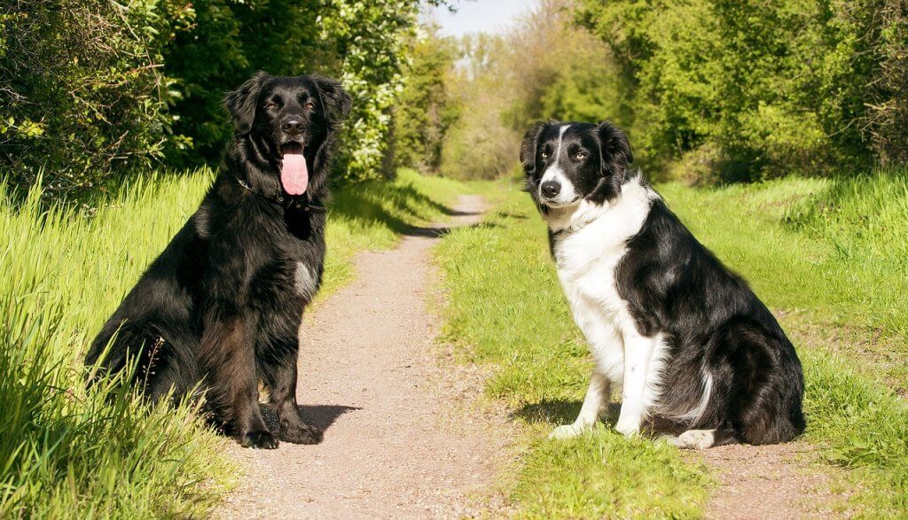 Deux chiens en position assise