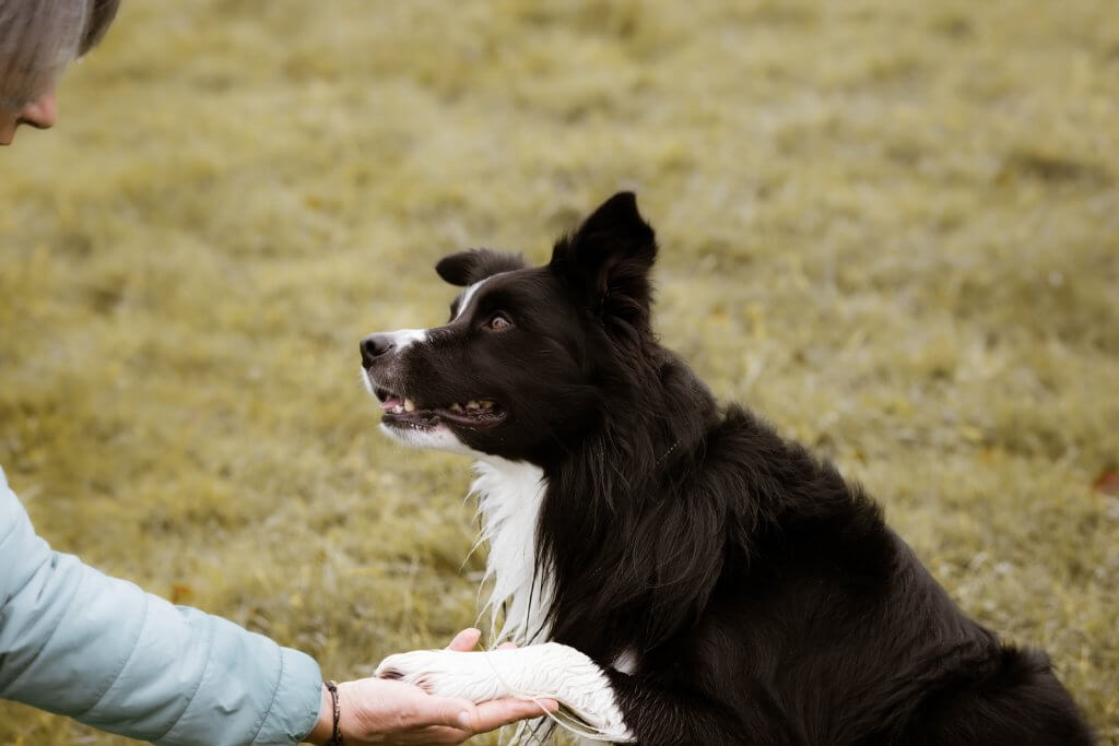 Border Collie en synergie avec sa maîtresse