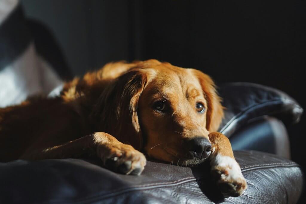 chien allongé sur un canapé