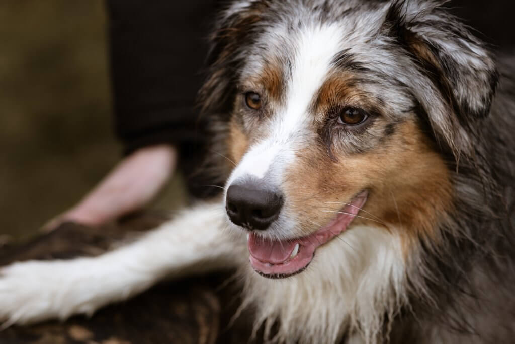 Berger australien en cours d'éducation canine