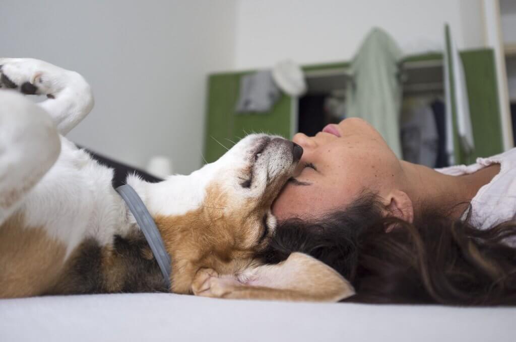 Éducation canine positive en seine et marne