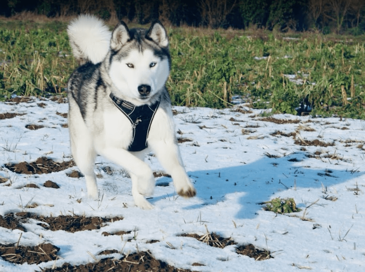 Husky sibérien entrain de courir sur la neige