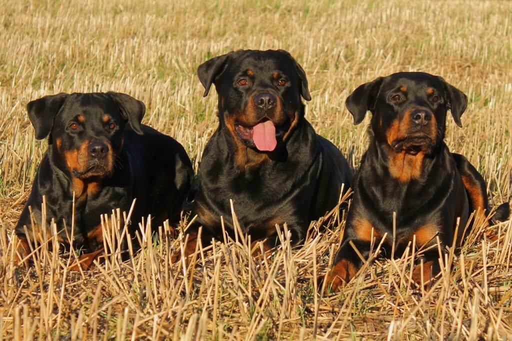 Trois rottweilers dans un champs