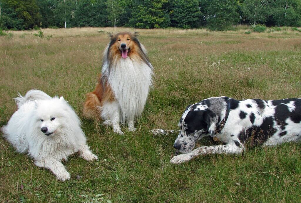 03 chiens en position de détente sur l'herbe