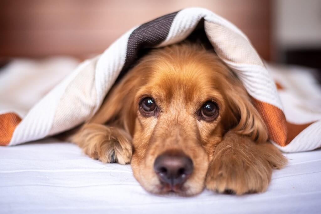 cocker sous la couette