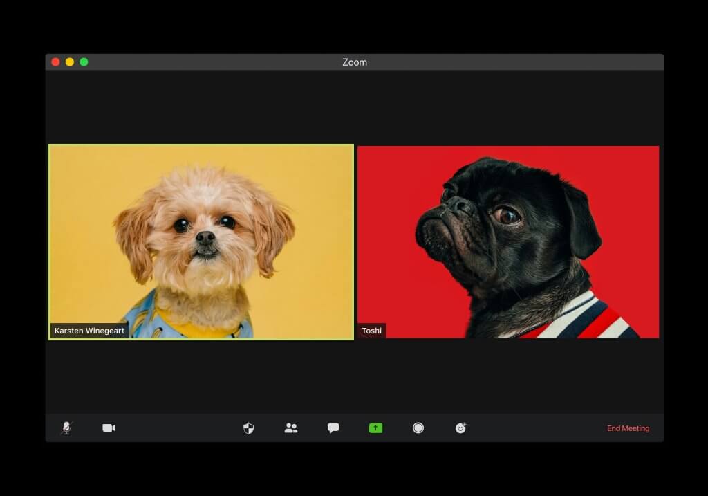 Deux petits chiens en conférence zoom