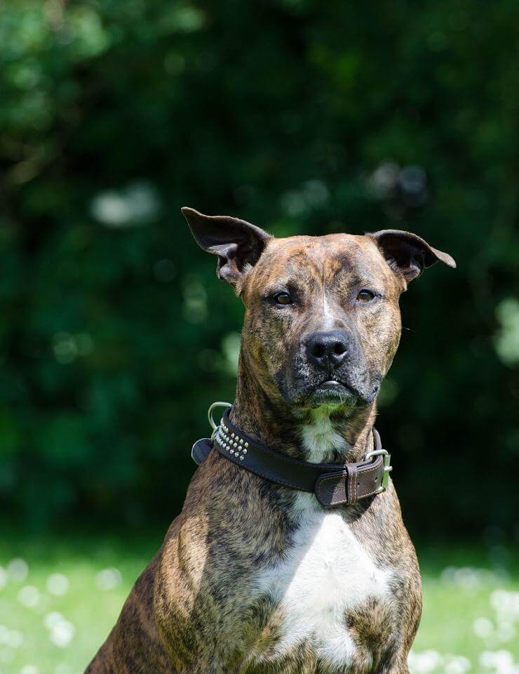 formation detention chien categorise