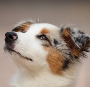 cours education chien individuel