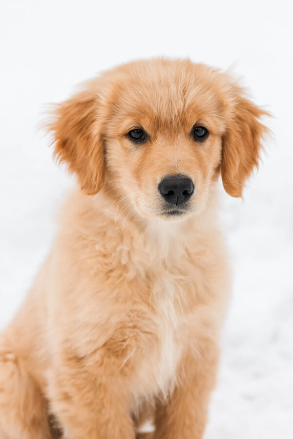 Accueillez votre chiot en toute sérénité